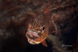 Mouth brooding cardinal fish by Penn De Los Santos 